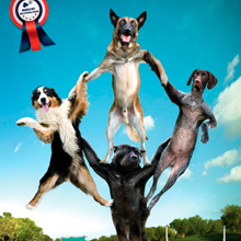 Marco Vet - dog training school